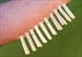 MINI Clothes Pin Clamps - Set of 24 - $9.99 - NOW only $8.99