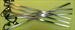 EVIL Carbon Fiber NAUGHTY STICK  -  24 x  1/2  x  1/8  ~  Stings Like HELL  -  $24.99
